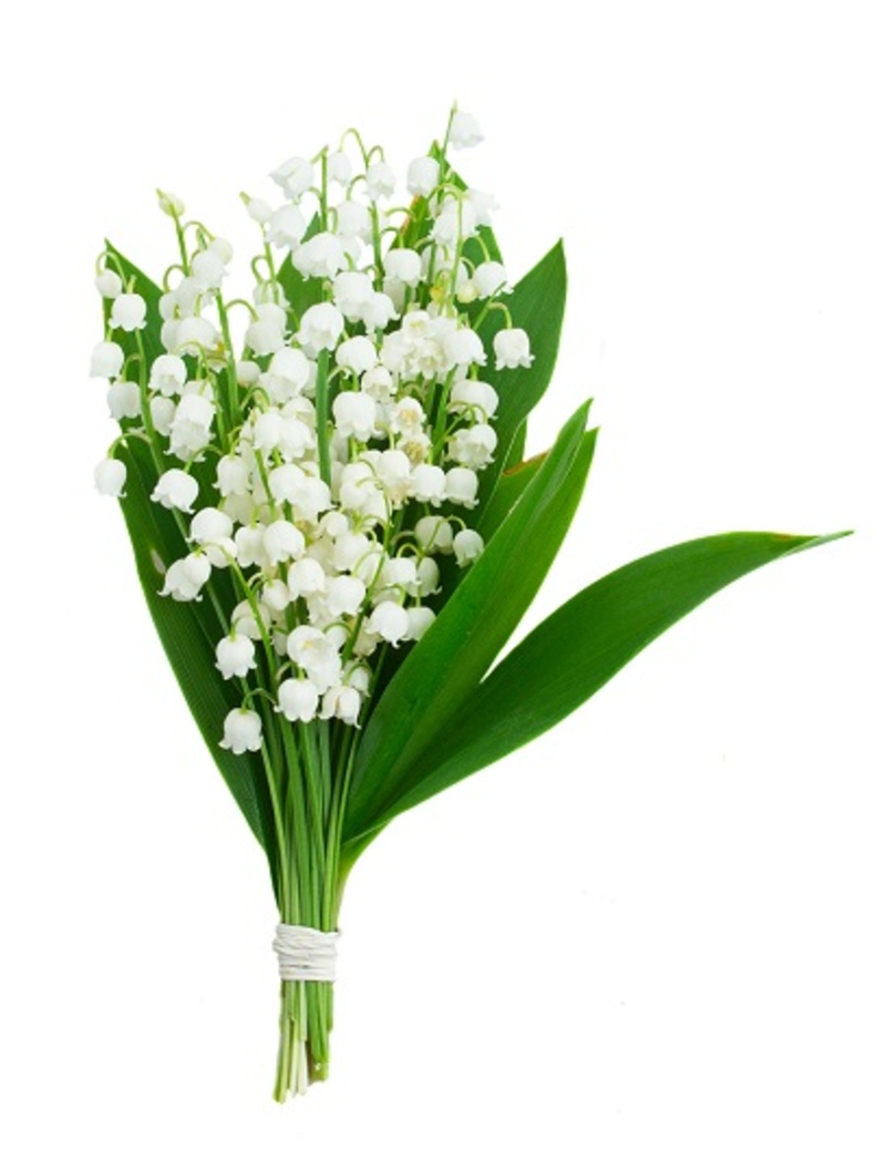 Flowers florists